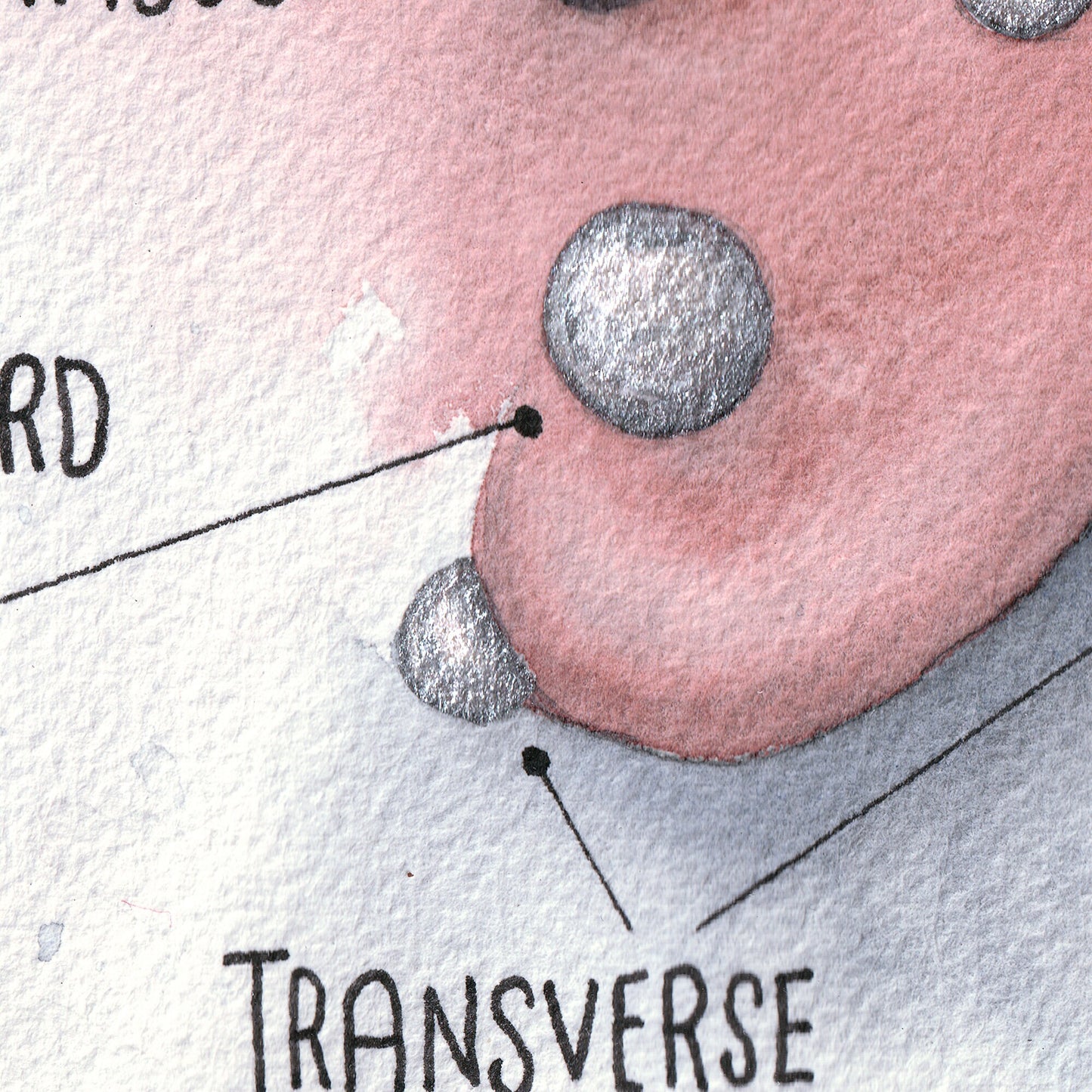 Ear Piercing Chart, Watercolor